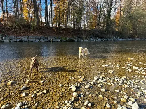 Zwei Hunde spielen im Fluss beim Herbstspaziergang mit PAWZ