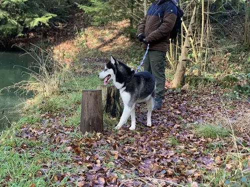 Husky an der Leine beim professionellen Spaziergang mit PAWZ