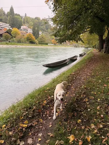 Labrador spaziert an der Aare in Bern – PAWZ Hundespaziergänge